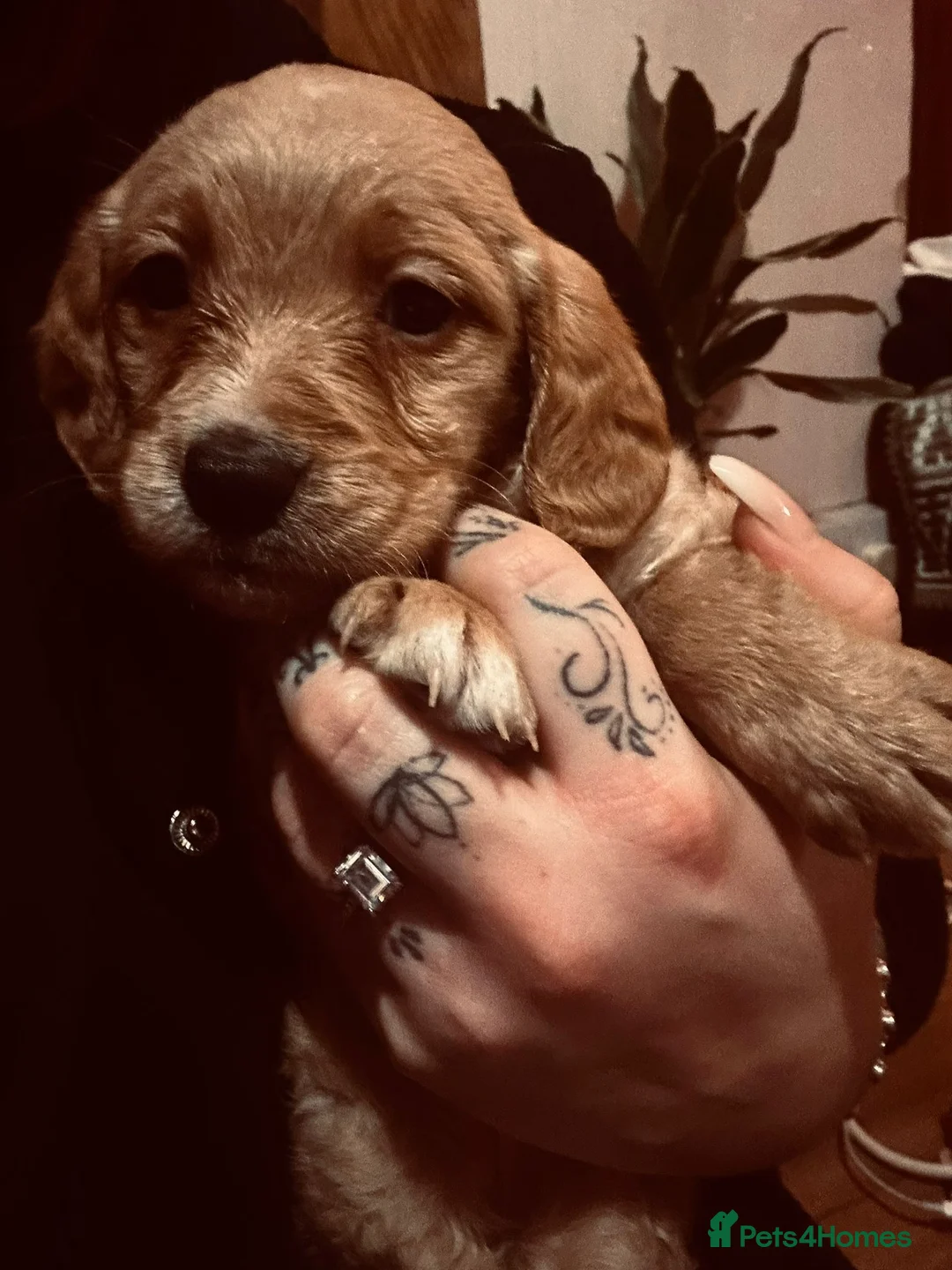 Mixed Breed dogs for sale: 9 Beautiful Puppies for sale - Advert 7