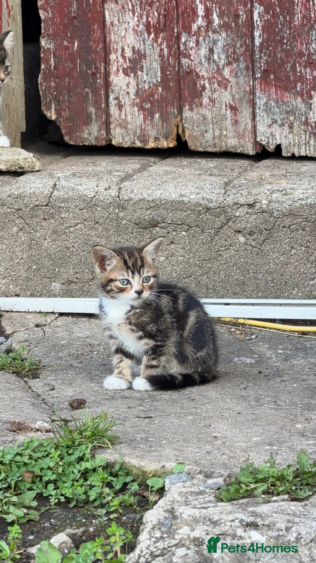 Mixed Breed cats Gorgeous Tabby Kittens 🐱 - Advert 2