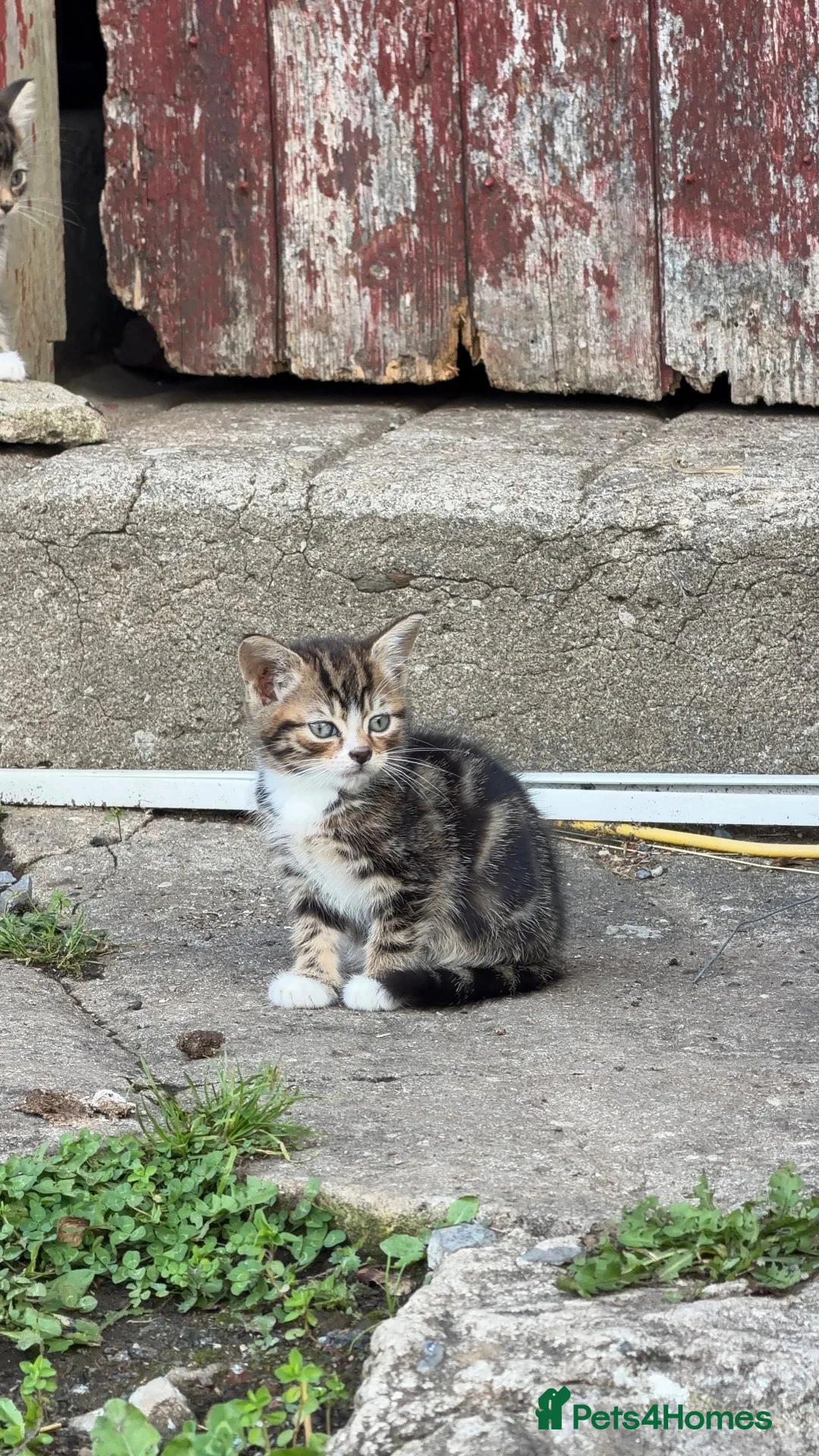 Mixed Breed cats for sale: Gorgeous Tabby Kittens 🐱 - Advert 2