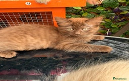 Ragdoll cats for sale: RARE full RAGDOLL BABYS  - Image 20