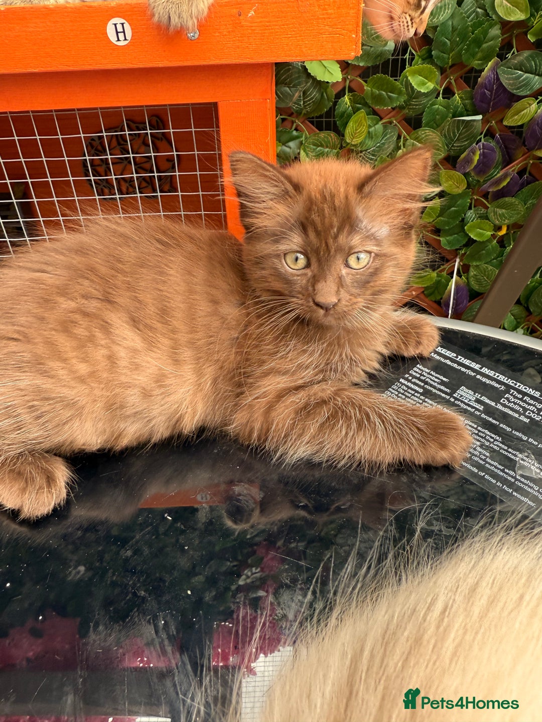 Ragdoll cats for sale: RARE full RAGDOLL BABYS  - Image 20