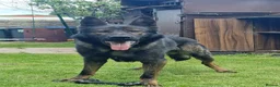 German Shepherd dogs for stud: Czech German Shepherd - Advert 3