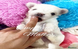 Maltese dogs for sale: Tiny KC Reg. Korean Line Maltese- by Emperatrice - Image 7