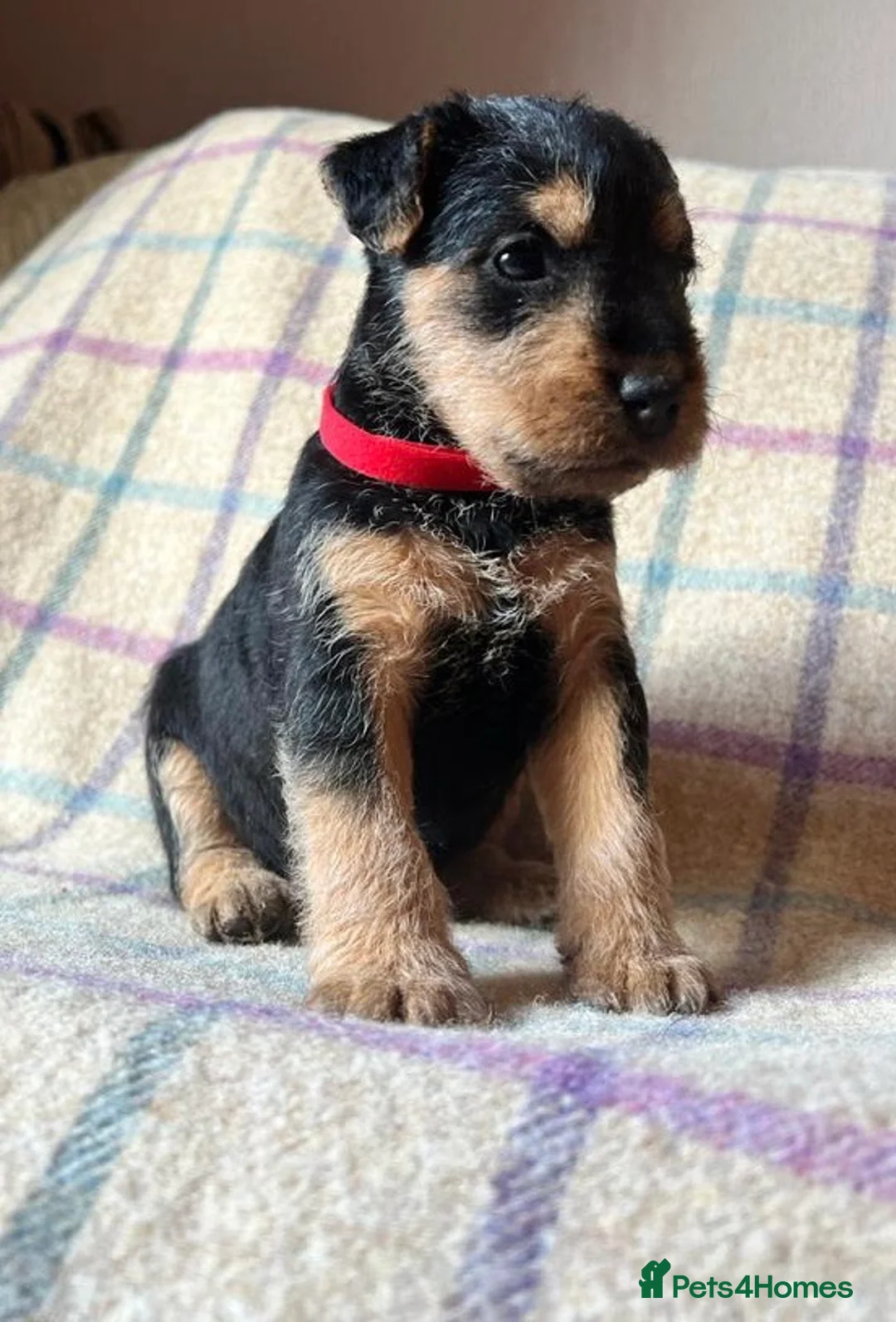 Lakeland Terrier dogs for stud: Proven Red Lakeland Terrier Stud in Builth Wells - Advert 11