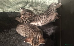 Mixed Breed cats for sale: Placid Tabby Girls  - Image 12