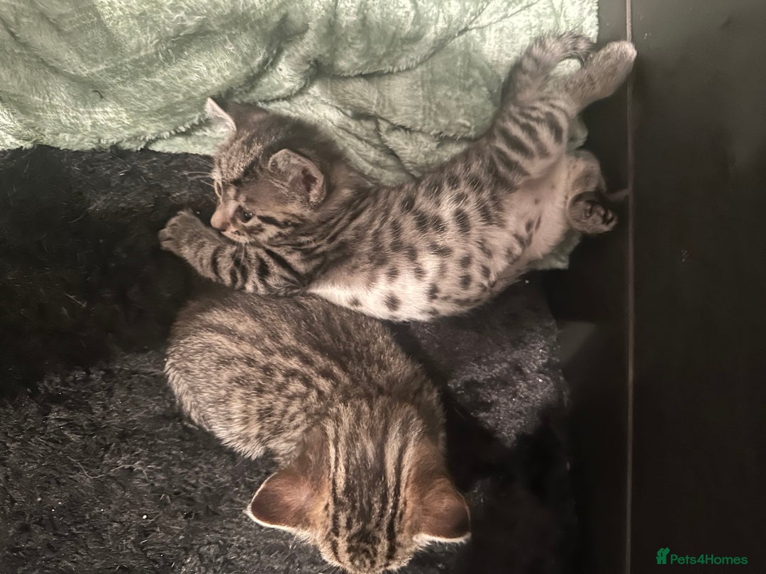 Mixed Breed cats for sale: Placid Tabby Girls  - Image 12