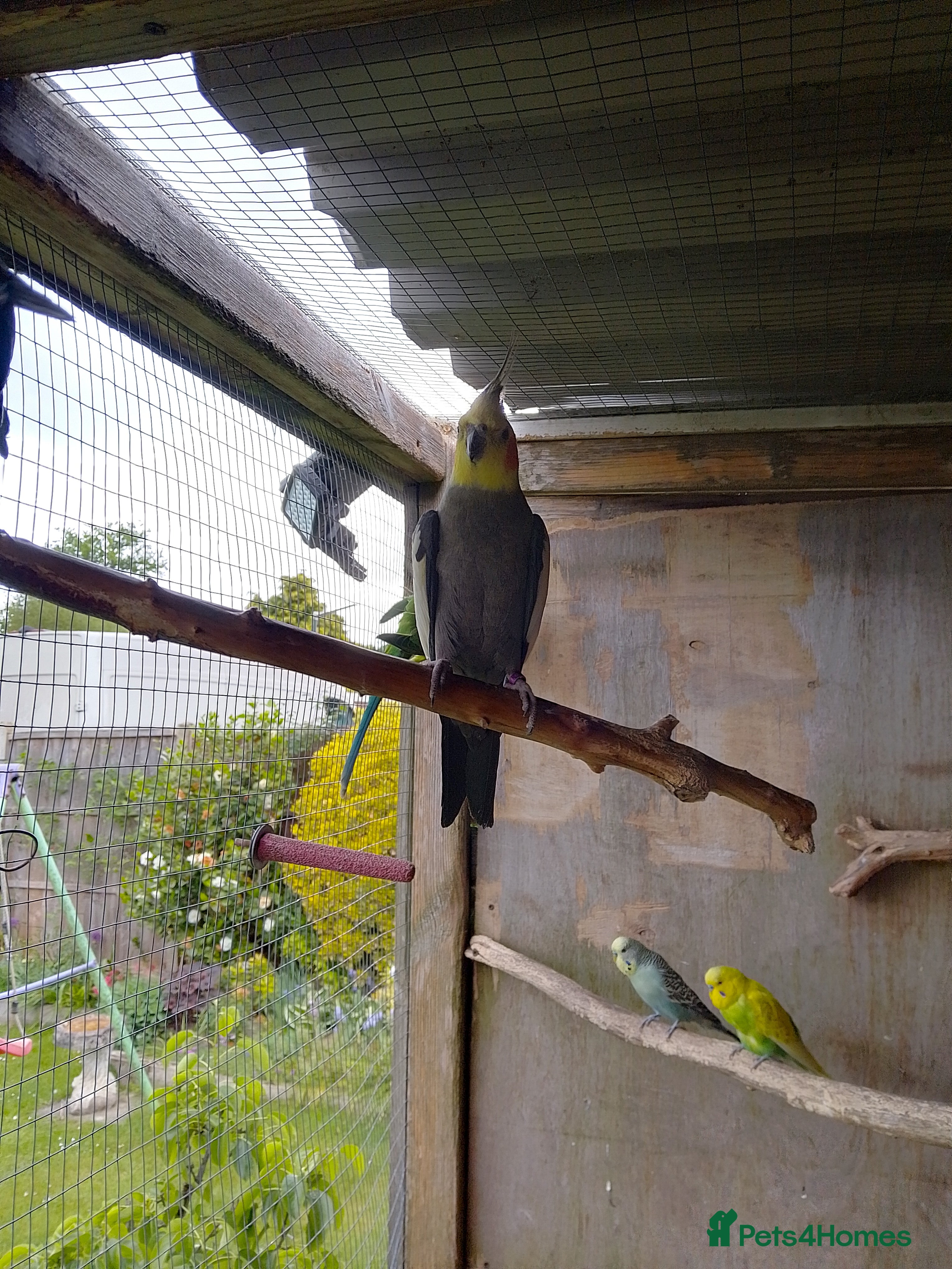 Cockatiels birds Male Cockatiel looking for new home  - Advert 1