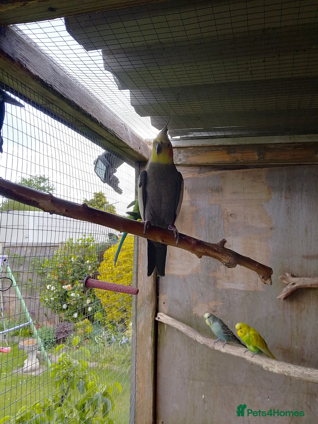 Cockatiels birds for sale: Male Cockatiel looking for new home  - Advert 1