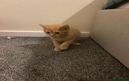 British Shorthair cats for sale: Ginger kitten  - Image 3