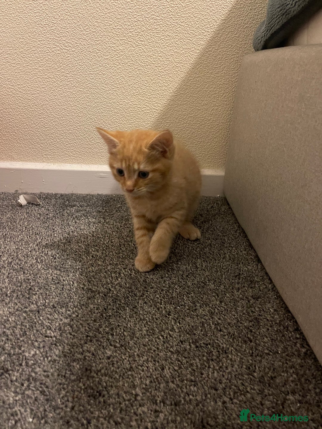 British Shorthair cats for sale: Ginger kitten  - Image 3