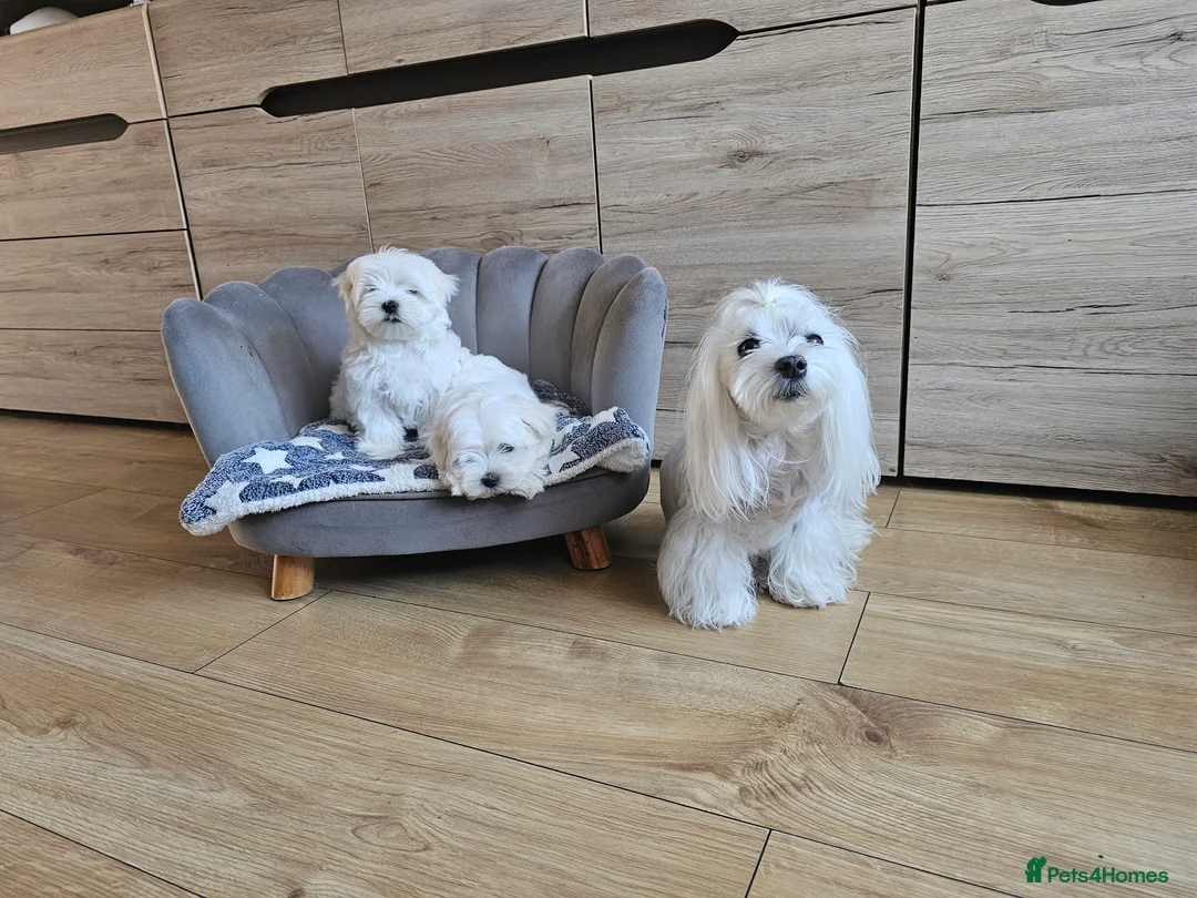 Maltese dogs for sale: Korean Maltese Puppies Available  - Advert 2