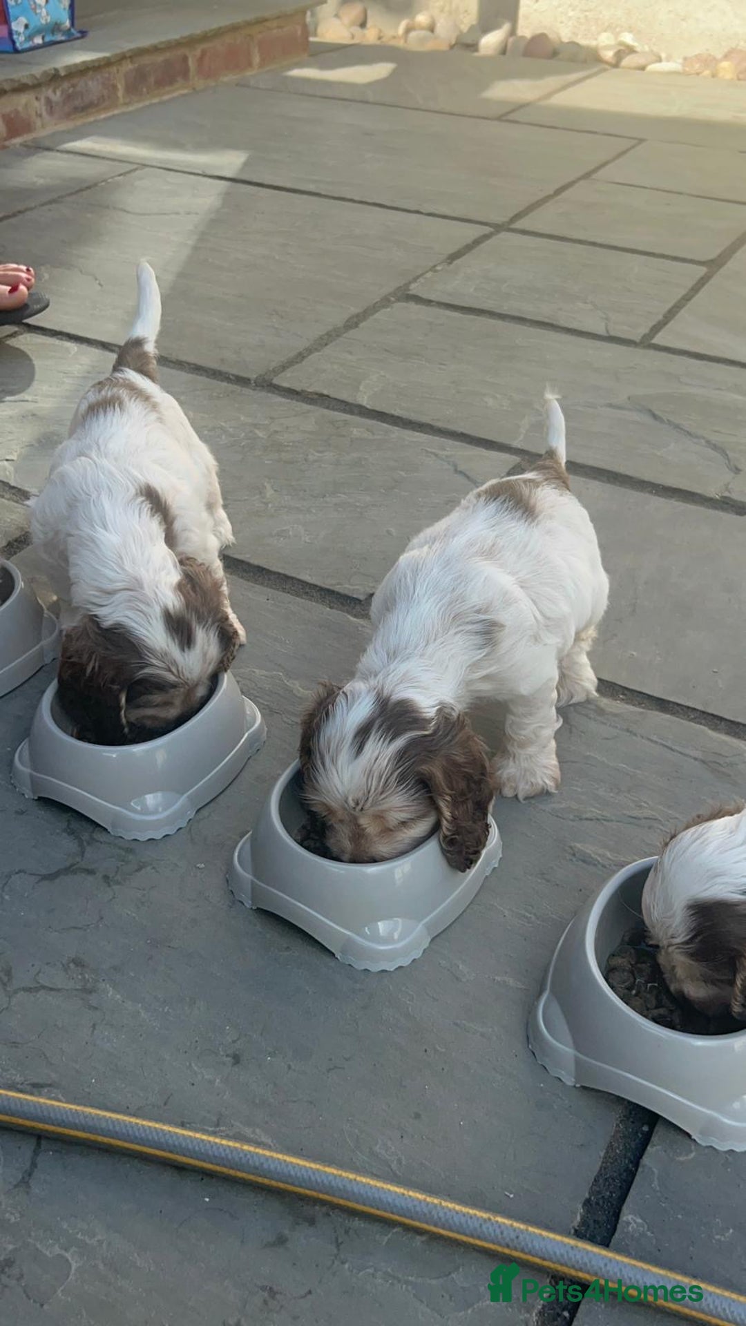 Cocker Spaniel dogs for sale: Champion Show Cocker Spaniels  in Cranbrook - Image 10