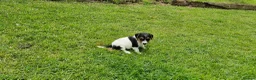 Jack Russell dogs for sale: KC Registered  Jack Russell Puppy in Exeter - Advert 3