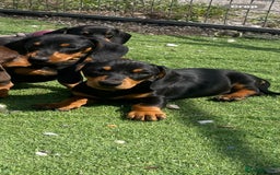 Miniature Dachshund dogs for sale: Mini dachshunds puppies fully vaccinated  - Image 1