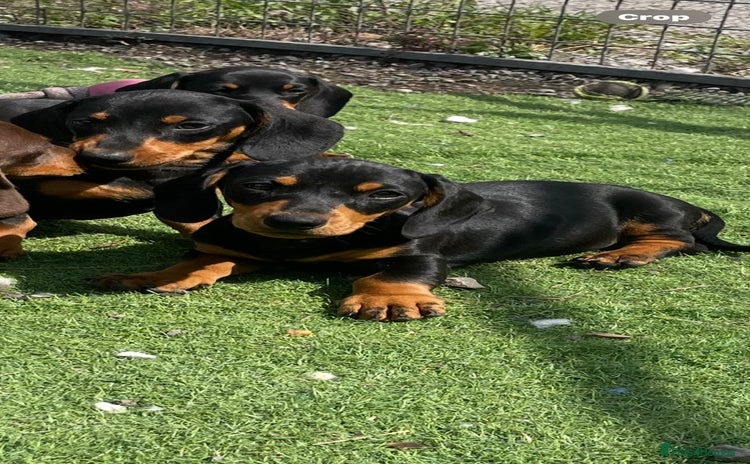 Miniature Dachshund dogs - Advert 4