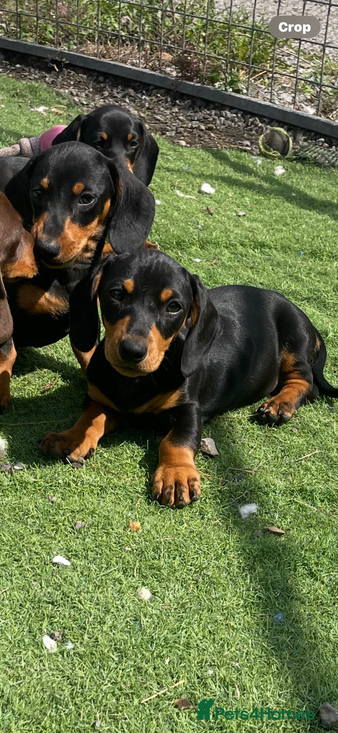 Miniature Dachshund dogs for sale: Mini dachshunds puppies fully vaccinated  - Image 1