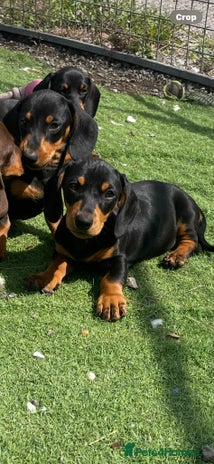 Miniature Dachshund dogs - Advert 10