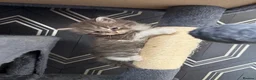 Mixed Breed cats for sale: 🐾 3 fluffy kittens looking for forever homes🐾 - Advert 18