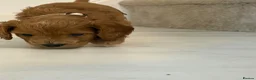 Cockapoo dogs for sale: Cockapoo puppies  - Advert 15