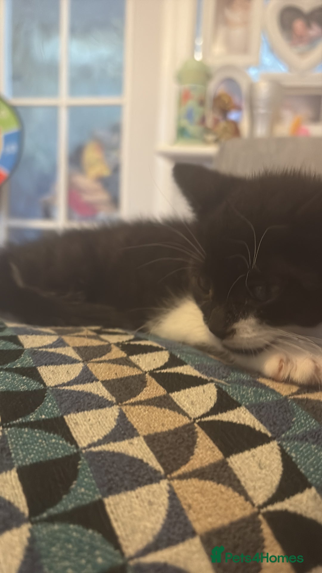 Mixed Breed cats for sale: Female black and white kitten   - Image 2
