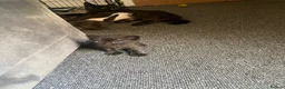 Mixed Breed cats for sale: 6 gorgeous kittens in Sheerness - Advert 12