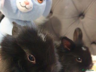 Lionhead rabbits - Advert 2