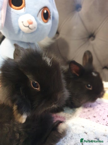 Lionhead rabbits - Advert 1