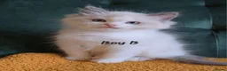 Ragdoll cats for sale: Show quality kittens ready 22nd - Advert 5
