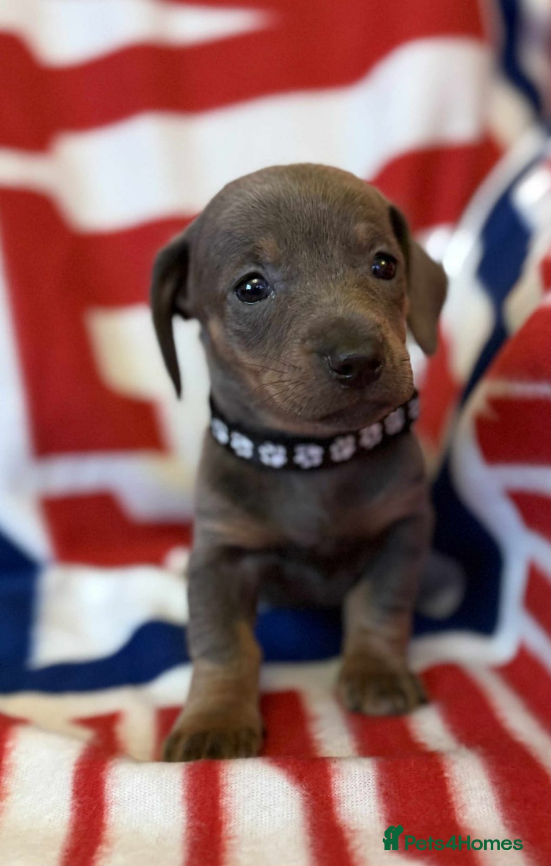 Dachshund dogs for sale: Beautiful Dachshund puppies - Advert 10