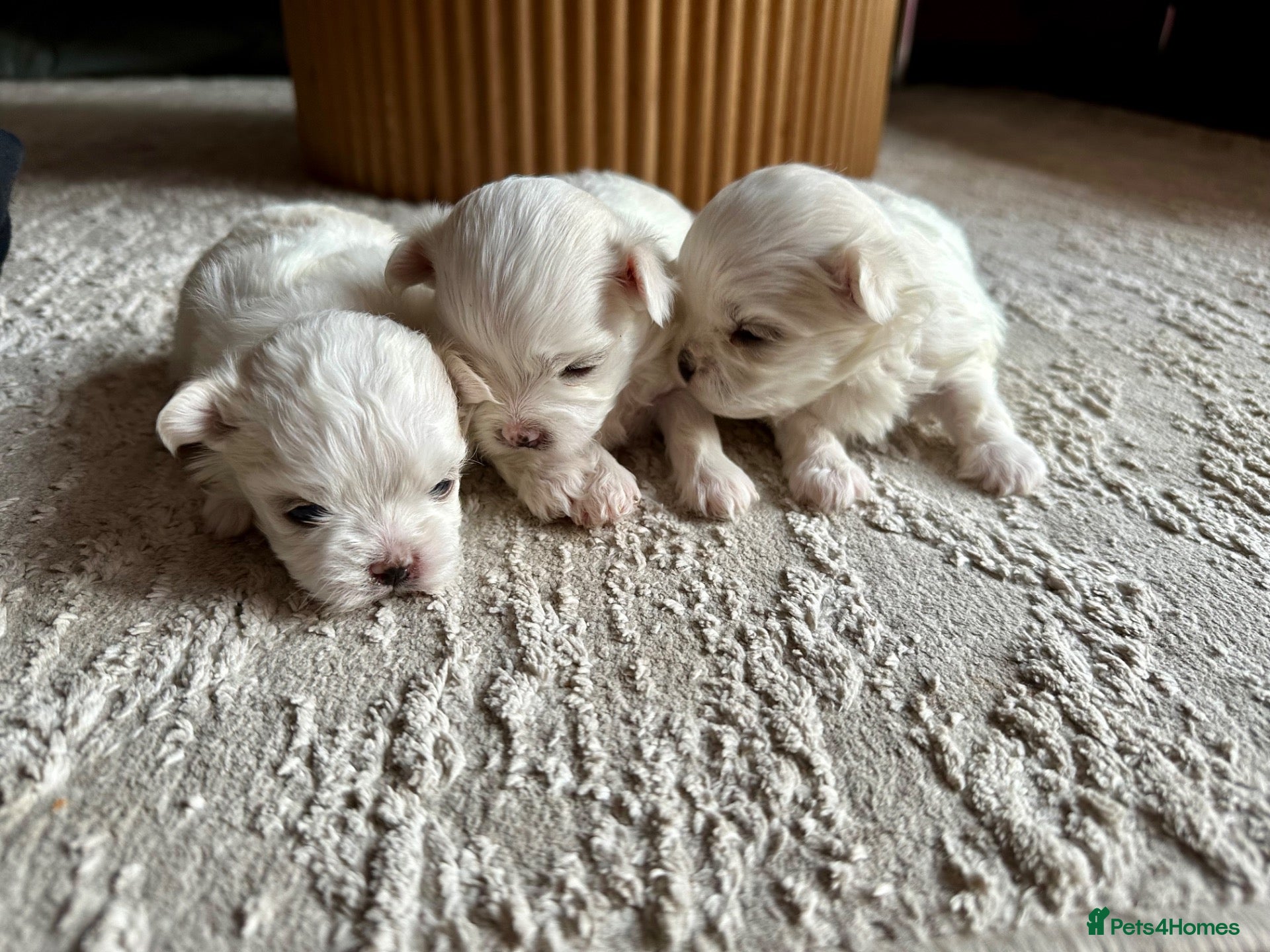 Maltese dogs Beautiful KC Maltese puppies - Advert 1