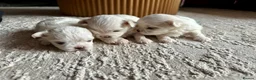 Maltese dogs for sale: Beautiful KC Maltese puppies - Advert 1