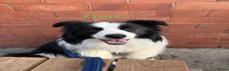 Border Collie dogs for sale: Border Collie puppies in Manchester - Advert 3