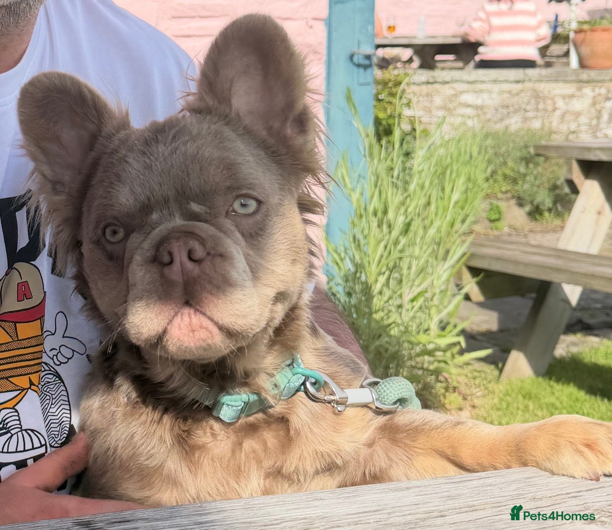 French Bulldog dogs for stud: New Shade Isabella & Tan Full Fluffy - Advert 2