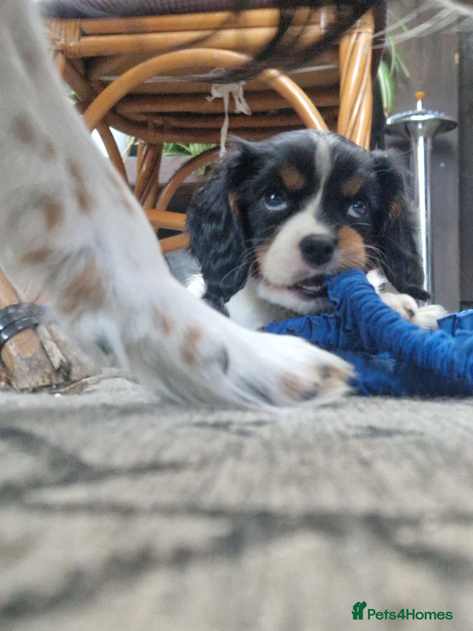 Cavalier King Charles Spaniel dogs Beautiful Cavalier King Charles Spaniel 7 Puppies - Advert 2