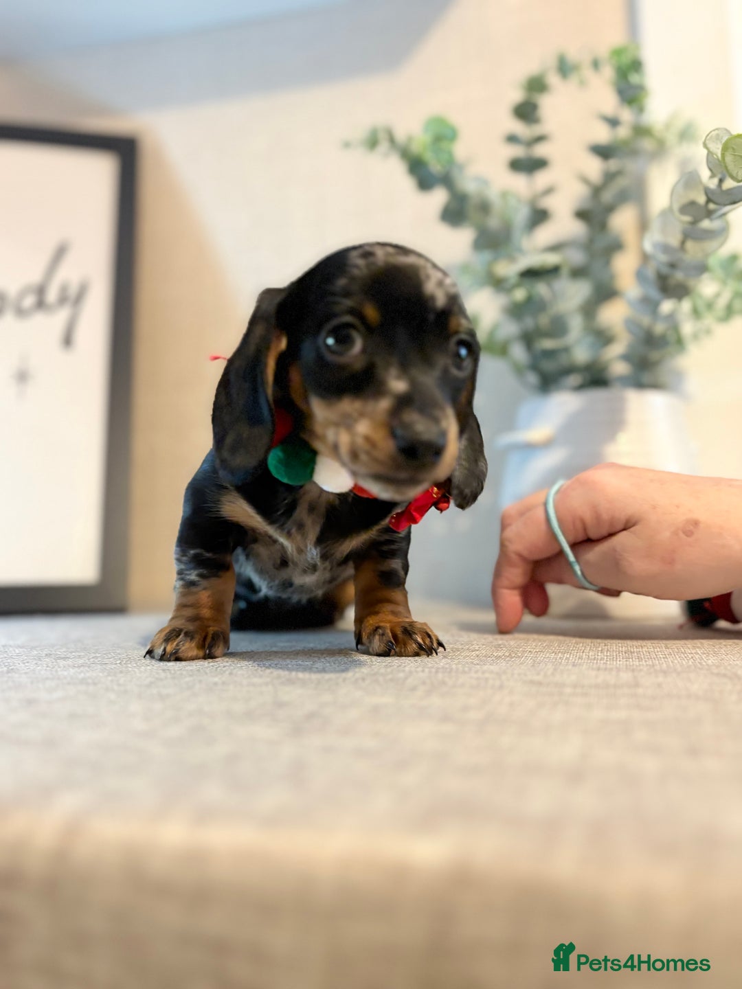 Miniature Dachshund dogs for sale: Miniature Dachshunds dapple. KC reg 4th Jan - Advert 7