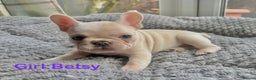 French Bulldog dogs for sale: Only 2 Girls left:French Bull Dog Puppies - Advert 20