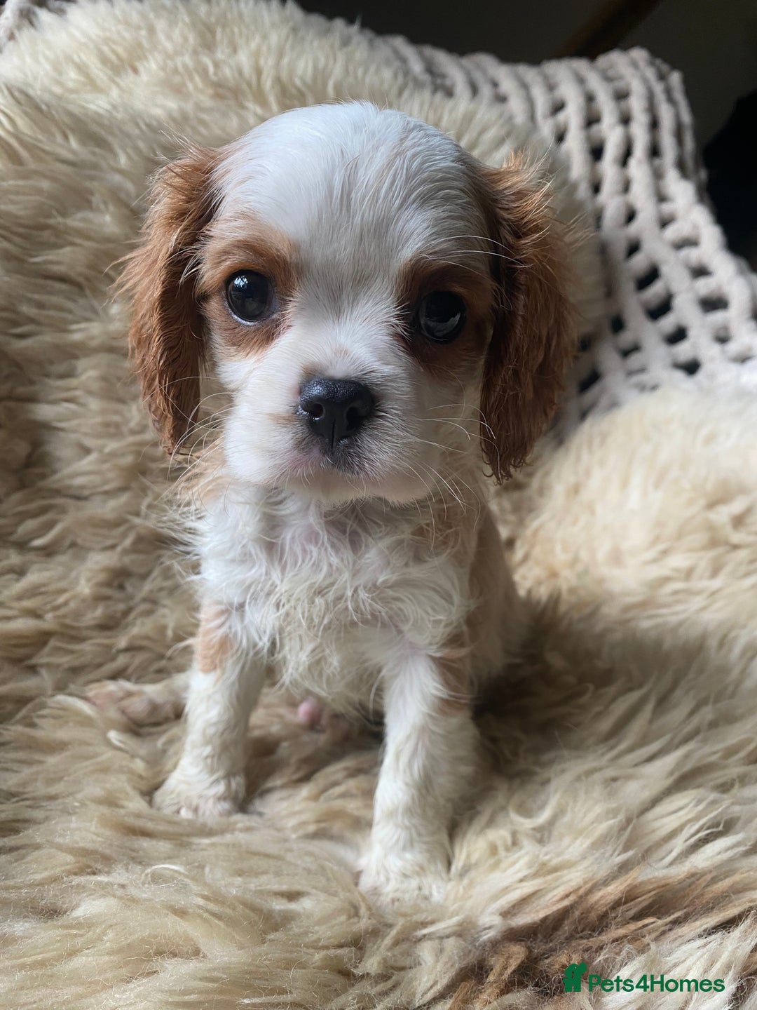 Cavalier King Charles Spaniel dogs for sale: Cavalier King Charles spaniel boy,ready now. - Advert 4