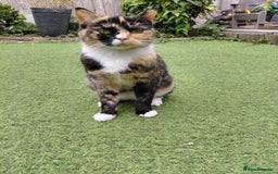 Domestic Shorthair cats for sale: Poppy  - Image 3