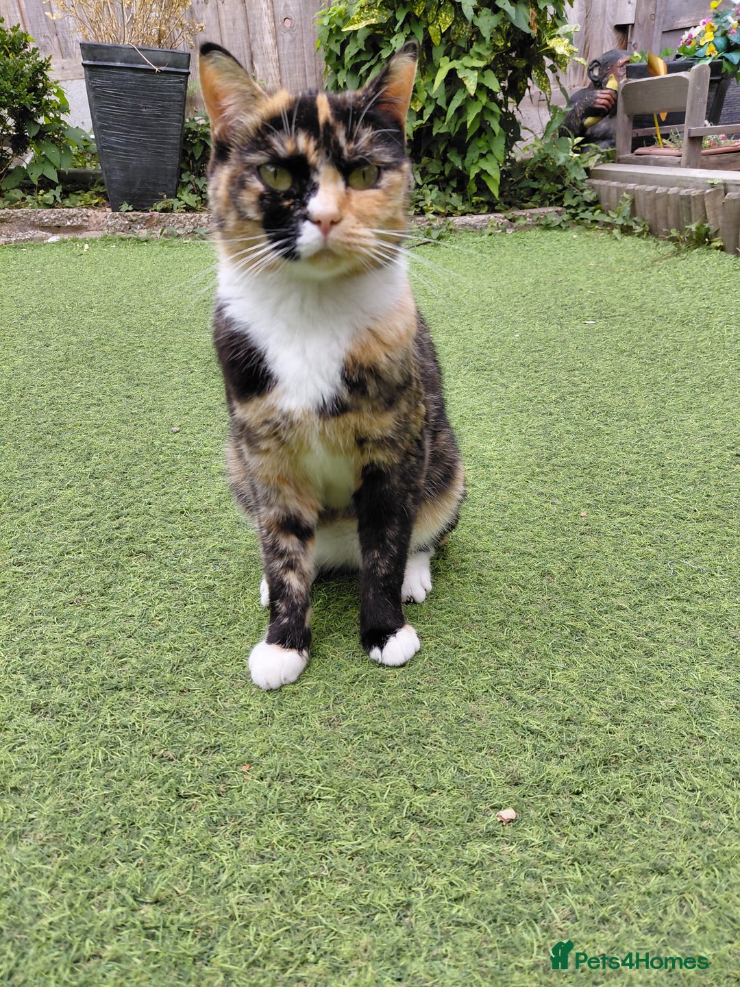 Domestic Shorthair cats for sale: Poppy  - Image 3