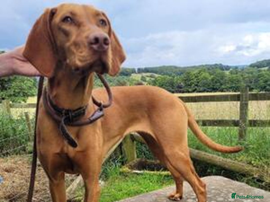 Hungarian Vizsla dogs for sale: Exceptional Hungarian Vizsla Puppies for Sale - Image 19