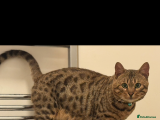 Bengal cats Beautiful in tact male bengal! - Advert 3