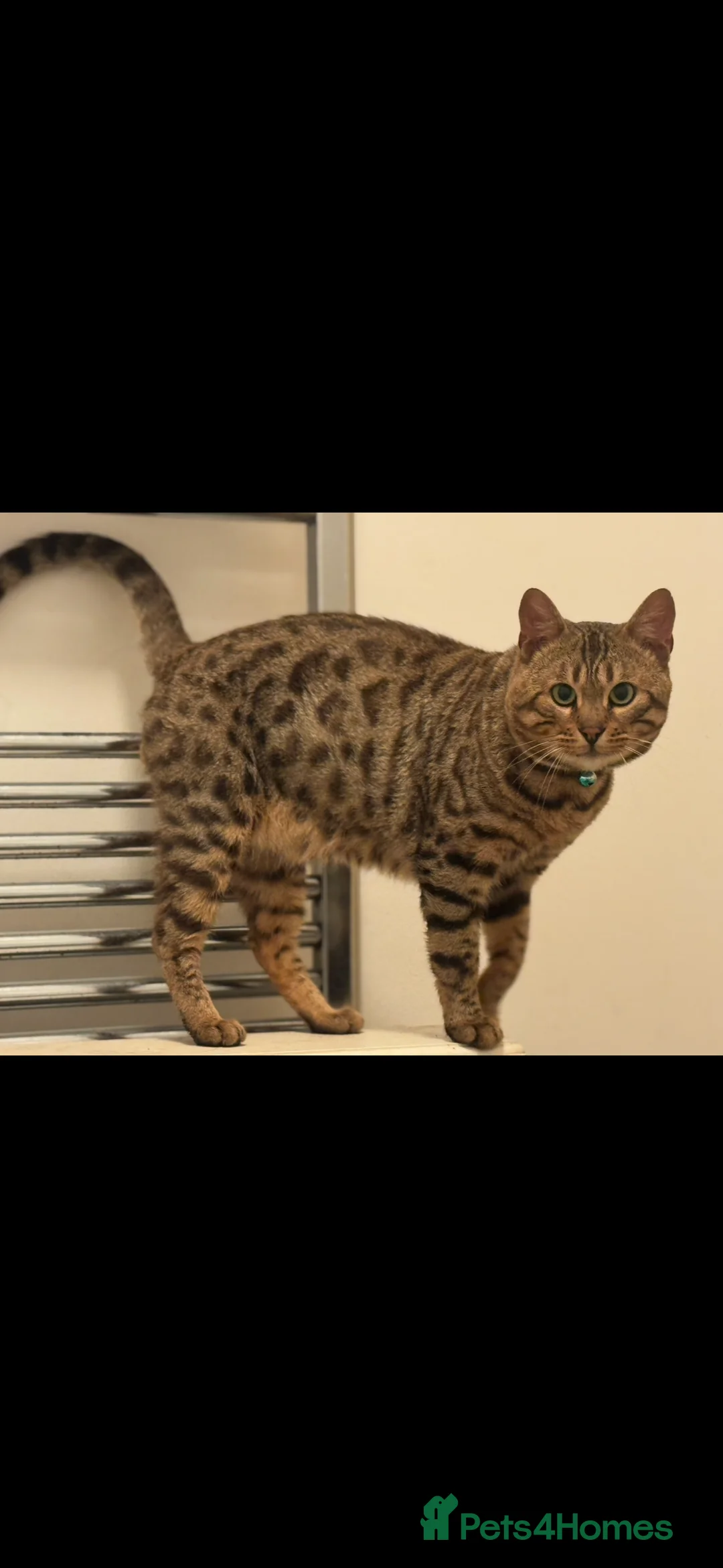 Bengal cats for sale: Beautiful in tact male bengal! - Advert 1