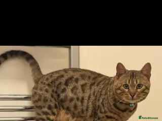 Bengal cats Beautiful in tact male bengal! - Advert 1