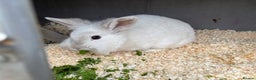 Mixed Breed rabbits for sale: Various rabbits  - Advert 1