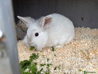 Mixed Breed rabbits Various rabbits - Advert 2