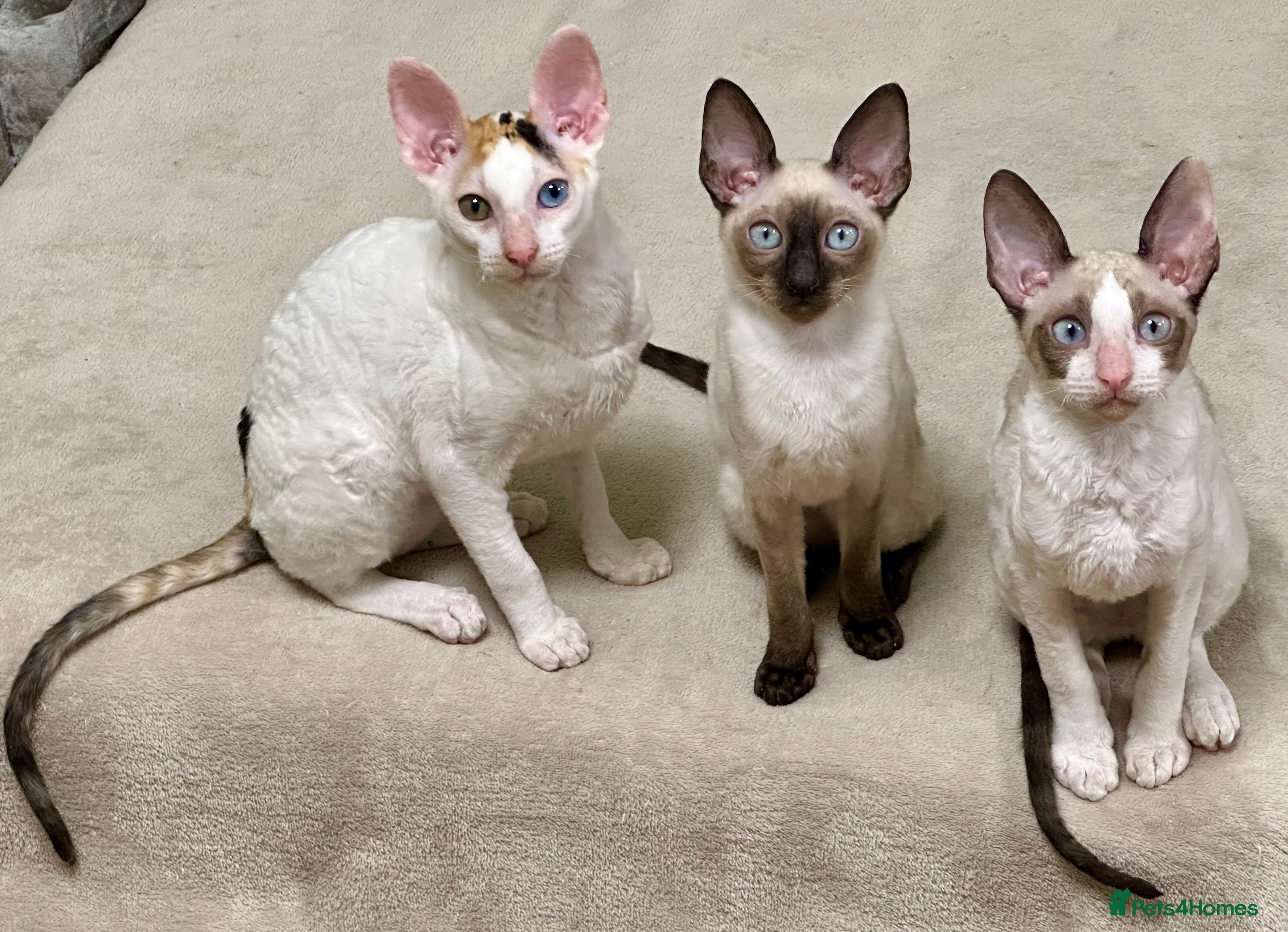 Cornish Rex cats 🌟❤️Pure Cornish Rex Kittens – Ready Now❤️🌟 - Advert 1