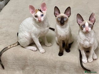 Cornish Rex cats 🌟❤️Pure Cornish Rex Kittens – Ready Now❤️🌟 - Advert 1