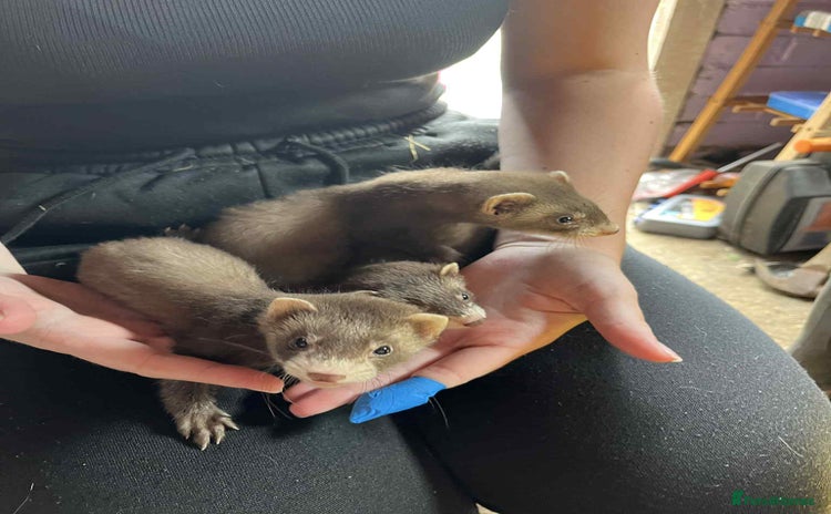 Ferret rodents - Advert 1