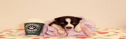 Siberian Husky dogs for sale: Pedigree husky puppies  in Clacton-on-Sea - Advert 4