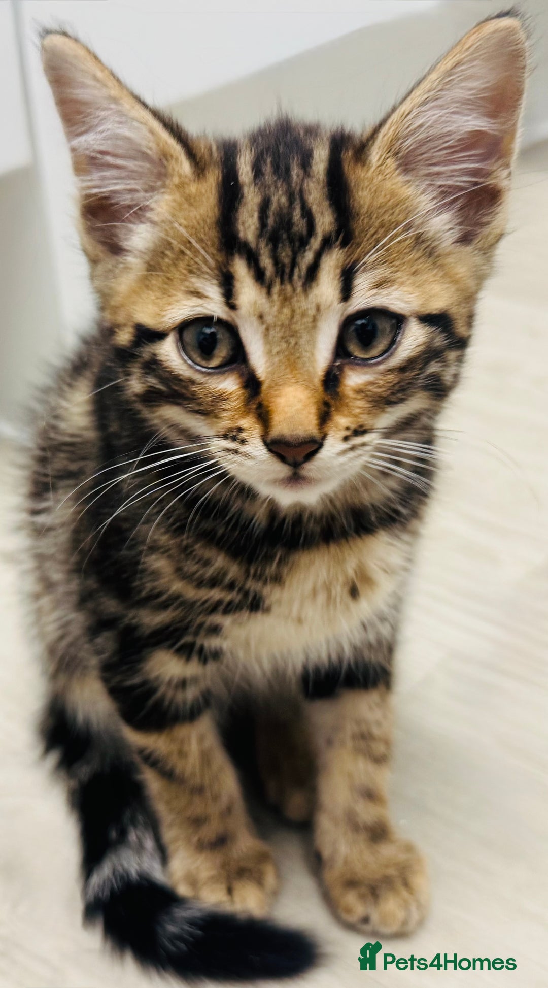 Bengal cats for sale: Bengals cross - Image 9